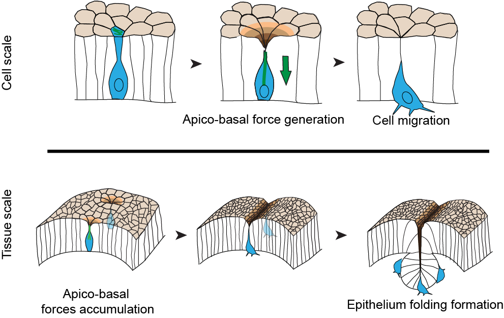 Mechanical impact of epithelial mesenchymal transition on epithelial morphogenesis in Drosophila