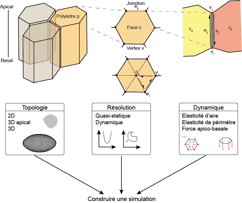 Tyssue: an epithelium simulation library