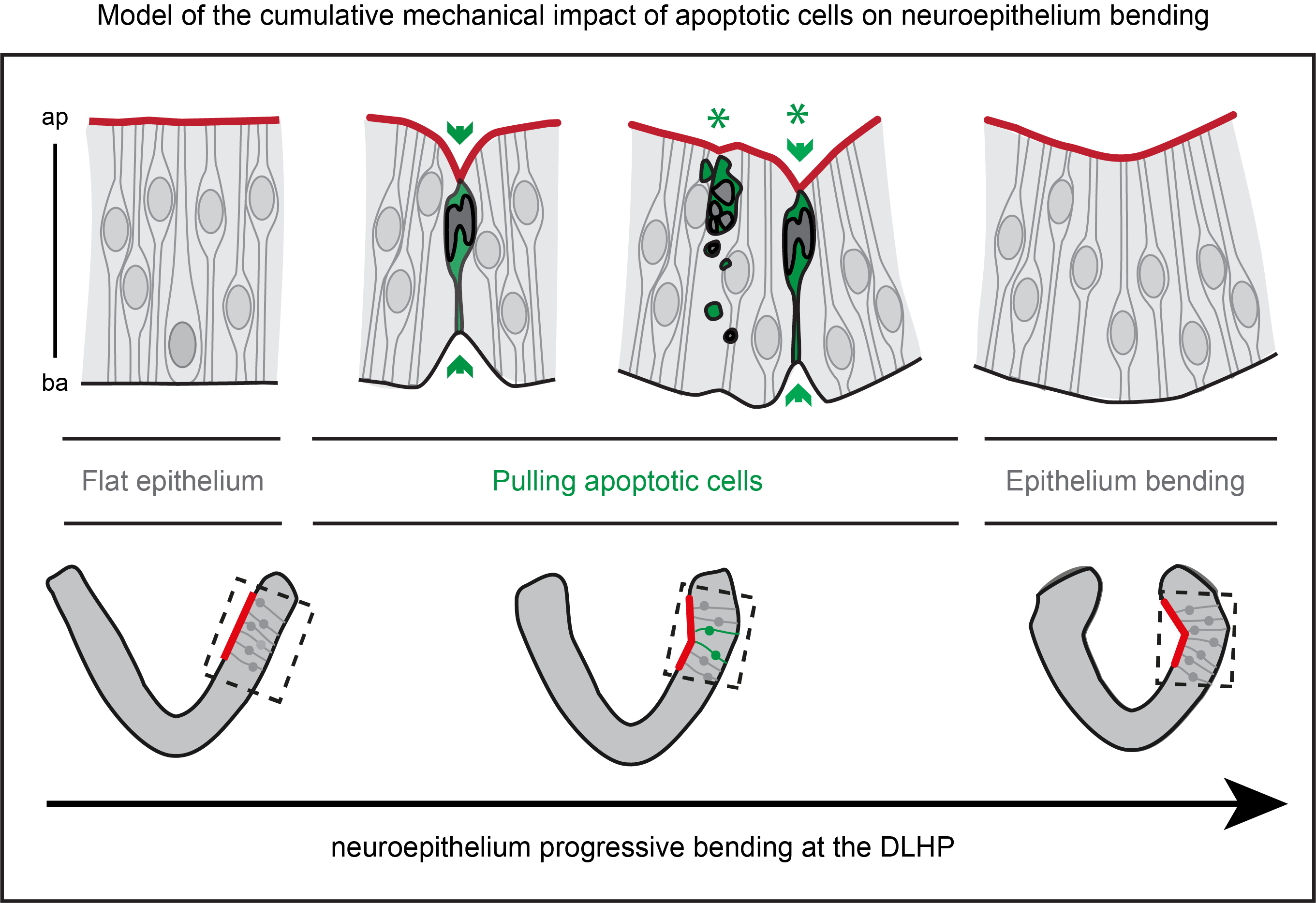 Force-generating apoptotic cells orchestrate avian neural tube bending