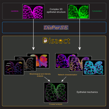 DISSECT is a tool to segment and explore cell and tissue mechanics in highly deformed 3D epithelia
