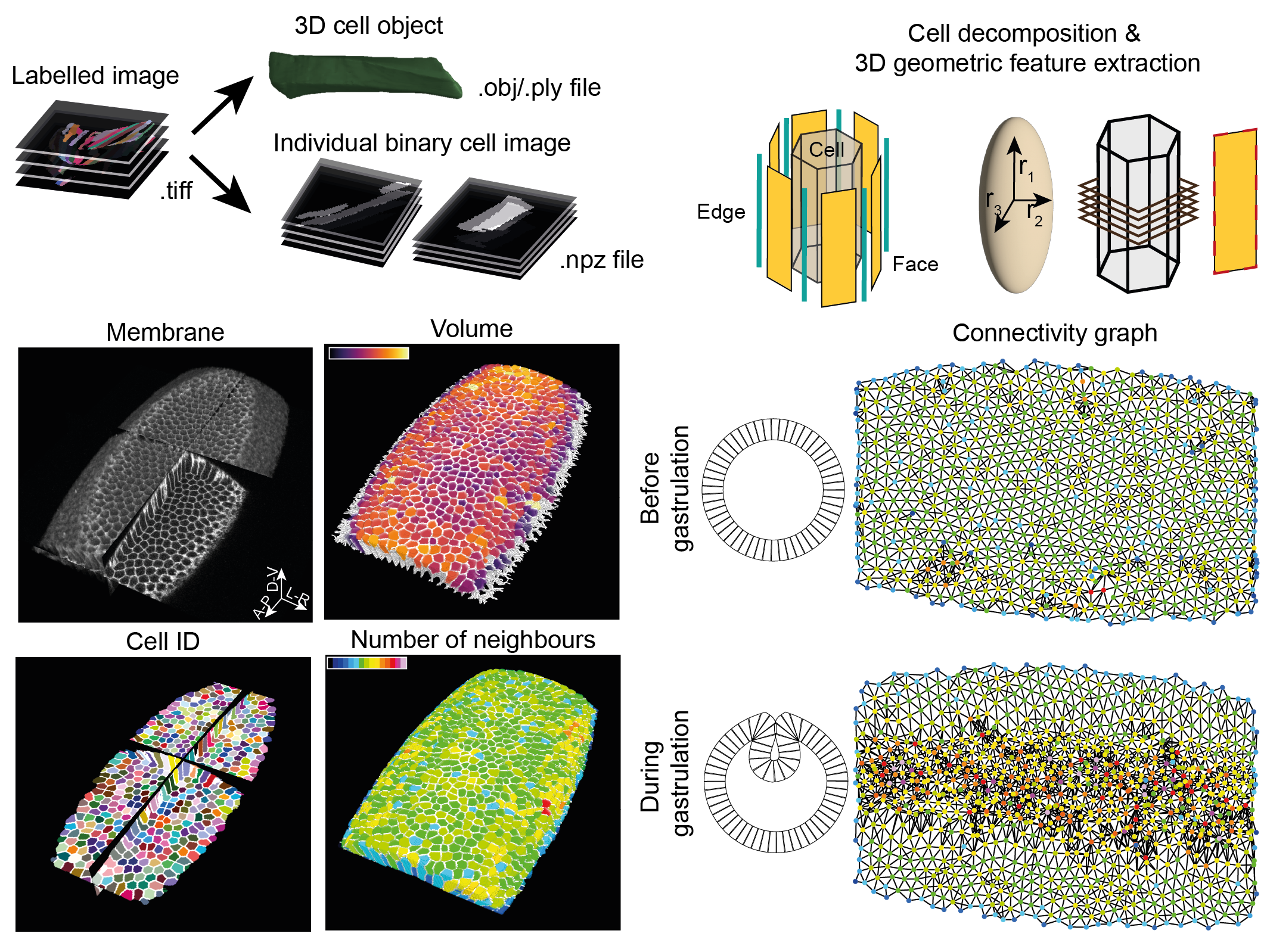 CellMet: Extracting 3D shape and topology metrics from confluent cells within tissues