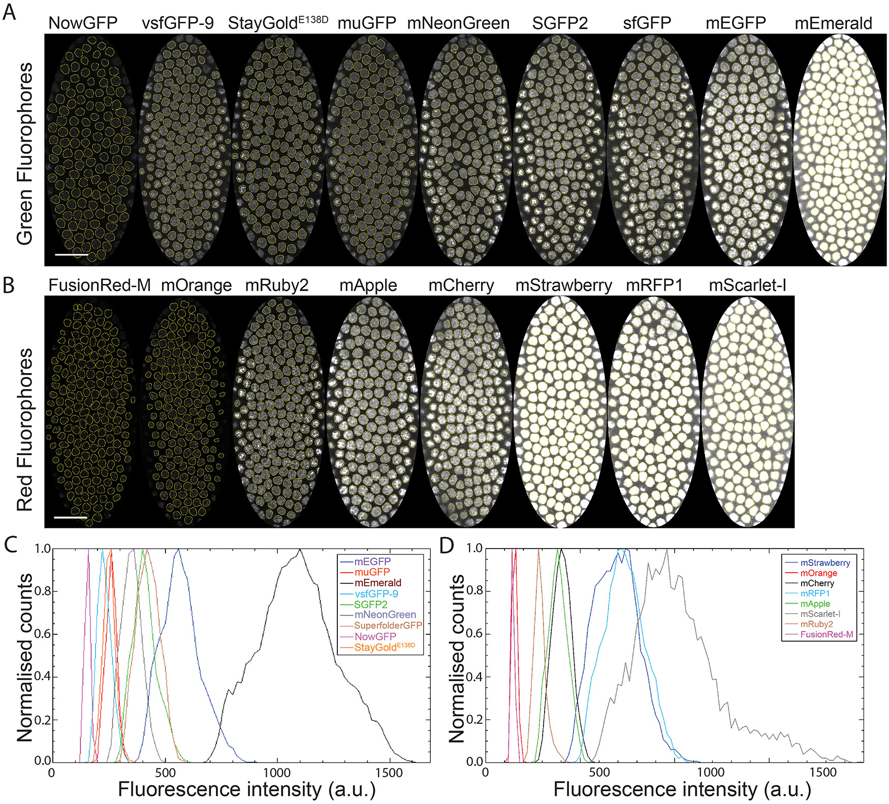 Identification of optimal fluorophores for use in the Drosophila embryo