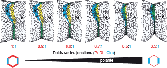 Sum-up of modelling leg fold formation with mechanical perturbators around.
