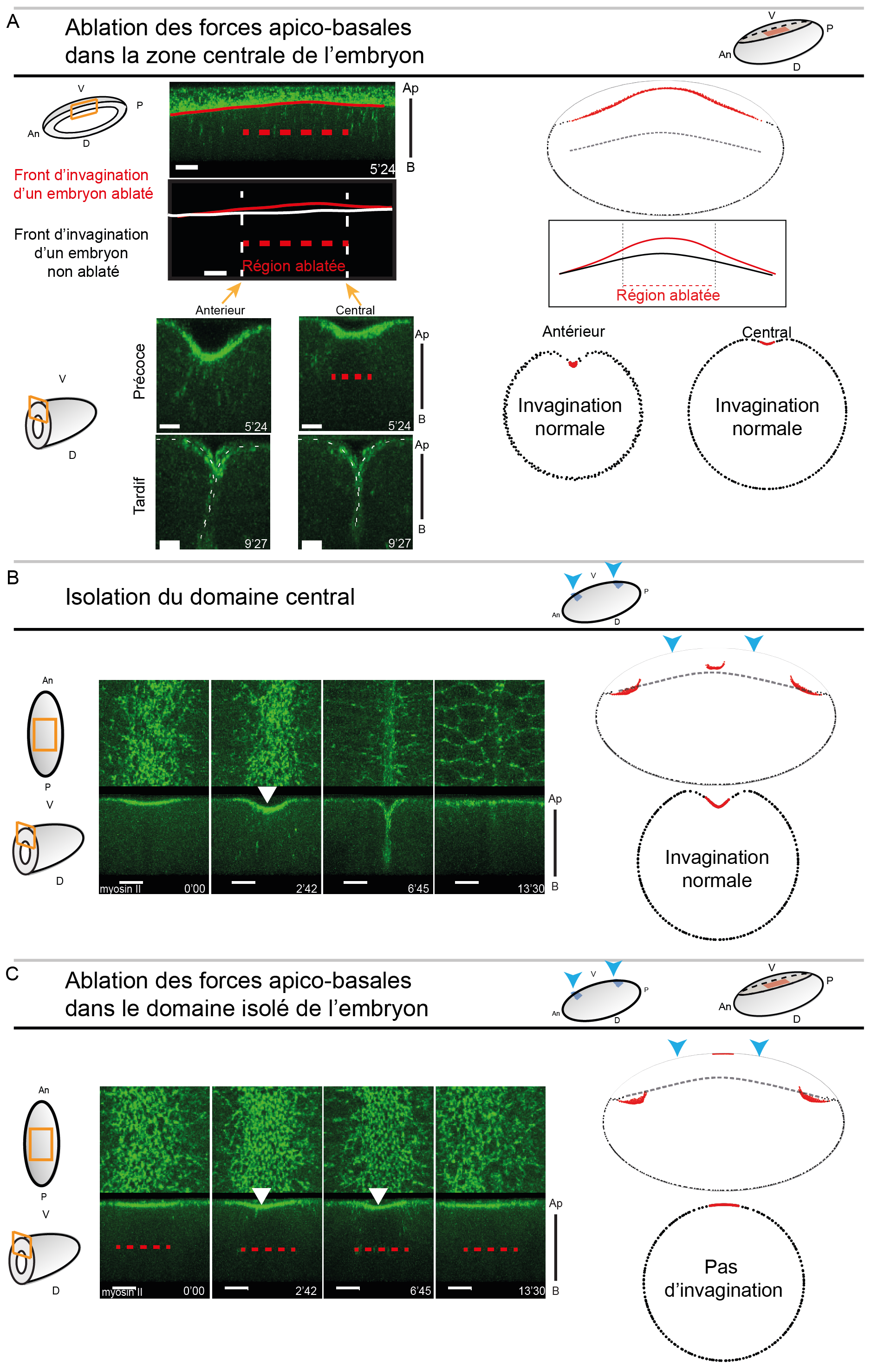 Sum-up of modelling mesoderm invagination.
